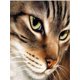 thumbnail image 1 of Kits de pintura de diamante redondo de gato 5D, kits de arte de diamante, kits de pintura de diamante cuadrado de gato para adultos, pintura principiante, 12.0 x 16.0 in, 1 of 4