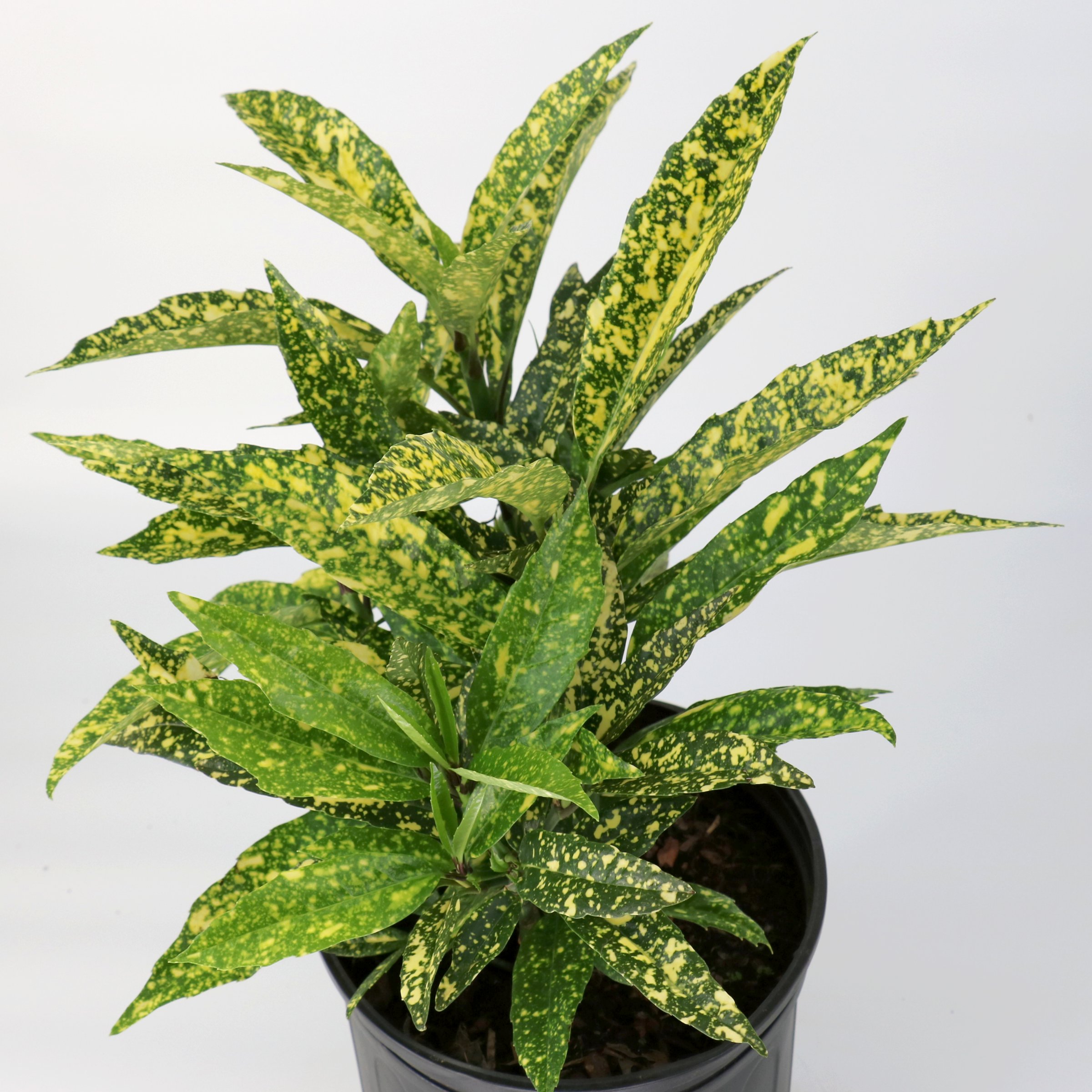 3 gal. Hosaba Hoshifu Acuba Shrub