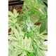 thumbnail image 5 of 2 x plantas de colgantes falsos planta trepadora para dragones , , geckos, mascotas de serpiente y decoraciones de h Gloria Reptiles Vine Jungle, 5 of 9