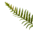 thumbnail image 3 of Bouclair White Potted Fern, 3 of 3