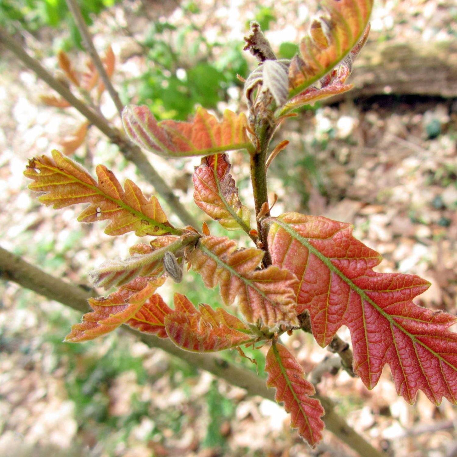 Expert Gardener 3-4' Swamp White Oak Hybrid Live Tree in 1 gal Grower Pot