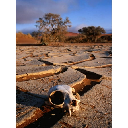 Cracked Desert Floor - Cracked Mud, Dunes and Monkey Skull in Namib Desert Near Sossusvlei Print Wall Art By Karl Lehmann