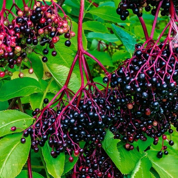 American Elderberry Tree Live Plant, Dormant Tree, Black Elderberry Bush Plant for Outdoor Garden, 4 Inch Pot