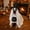 A, variant on Roiihwy Halloween Dog Costumes, Ghost Cute Party Halloween Costumes Trick or Treat Party Cosplay White Ghost Costume for Dog Cat