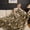 Brown Leopard, variant on Luxury Faux Fur Throw Blanket Leopard Print, Non Shedding Double Sided Sherpa Blankets Super Soft Fluffy Thick Warm Throws Home Decor for Couch Bed Sofa Women,50"*60"Inches Snow Leopard