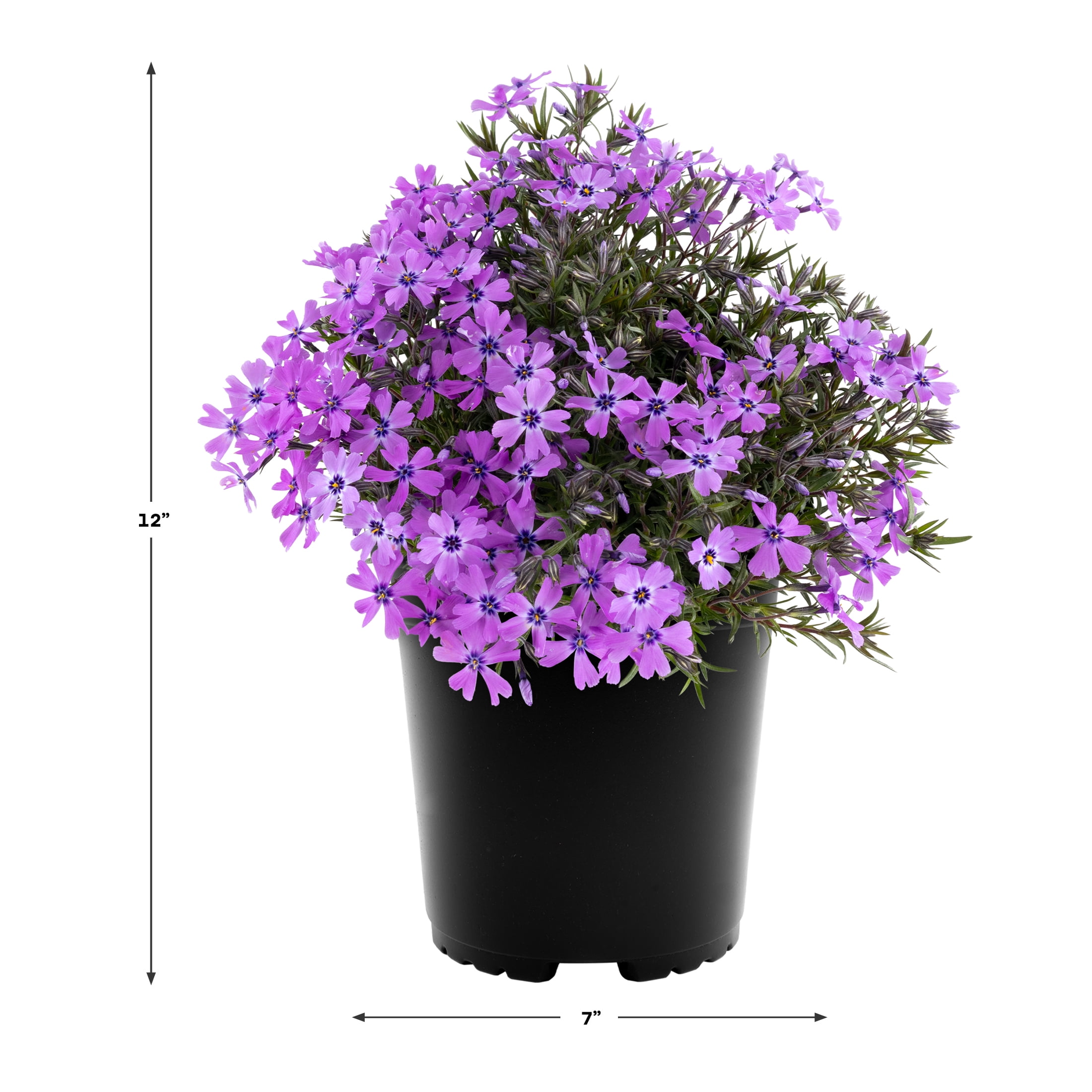 Expert Gardener Outdoor Live Plant Creeping Phlox Purple Beauty