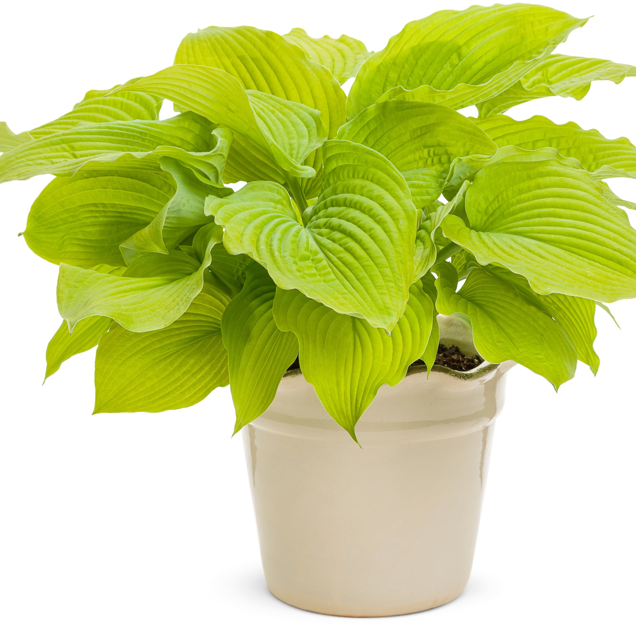 Proven Winners 6" Yellow Shadowland 'Coast to Coast' Hosta Live Plant in 6.5" Pot