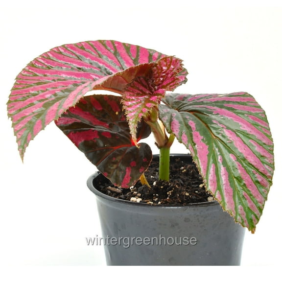Begonia Brevirimosa Subsp. Exotica, Edinburgh, Begonia - Pot Size: 3.5" - House Plants, Shade Plants