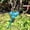 Sky Blue, variant on Automatic Garden Watering Bulbs for Self Watering Systems – Device for Indoor Outdoor Use Easy Auto Irrigation Solution