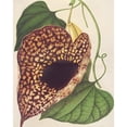 thumbnail image 2 of Charles Antoine Lemaire 20x24 Gold Ornate Framed and Double Matted Museum Art Print Titled - Aristolochia Cordiflora (1854-1896), 2 of 4