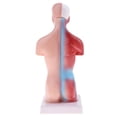 thumbnail image 3 of Kits De Modelo De Torso Y Vísceras De 28 Cm, Con Cerebro Cardíaco, Modelo De Demostración De Laboratorio, Modelos s s Hugo Estatua de vísceras humanas, 3 of 9