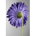 thumbnail image 2 of 12 Pieces of Silk Gerbera Daisy Purple, 2 of 4