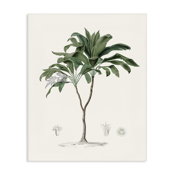 Stupell Industries Bohemian Coastal Palms Vintage Canvas Art, 16 x 20, by Val Rhodes