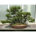 Ponderosa Pine potted tree seedling Landscape, Timber Tree, Bonsai
