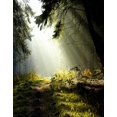 thumbnail image 1 of BSDHOME Polyester 5x7ft Forêt Arbres Photographie Arrière-Plans Photo Accessoires Studio Fond, 1 of 2