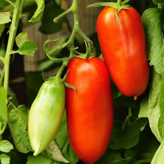 Tomato Seeds (Organic) - San Marzano - Packet -  Vegetable Seeds,  Heirloom Seed, Open Pollinated Seed, Organic Seed  Easy to Grow & Maintain, Fast Growing, Culinary