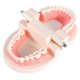 thumbnail image 3 of 1pc PVC Dental Teaching Study Standard Model for Demonstration, Kids Tooth Brushing Learning, 3 of 4