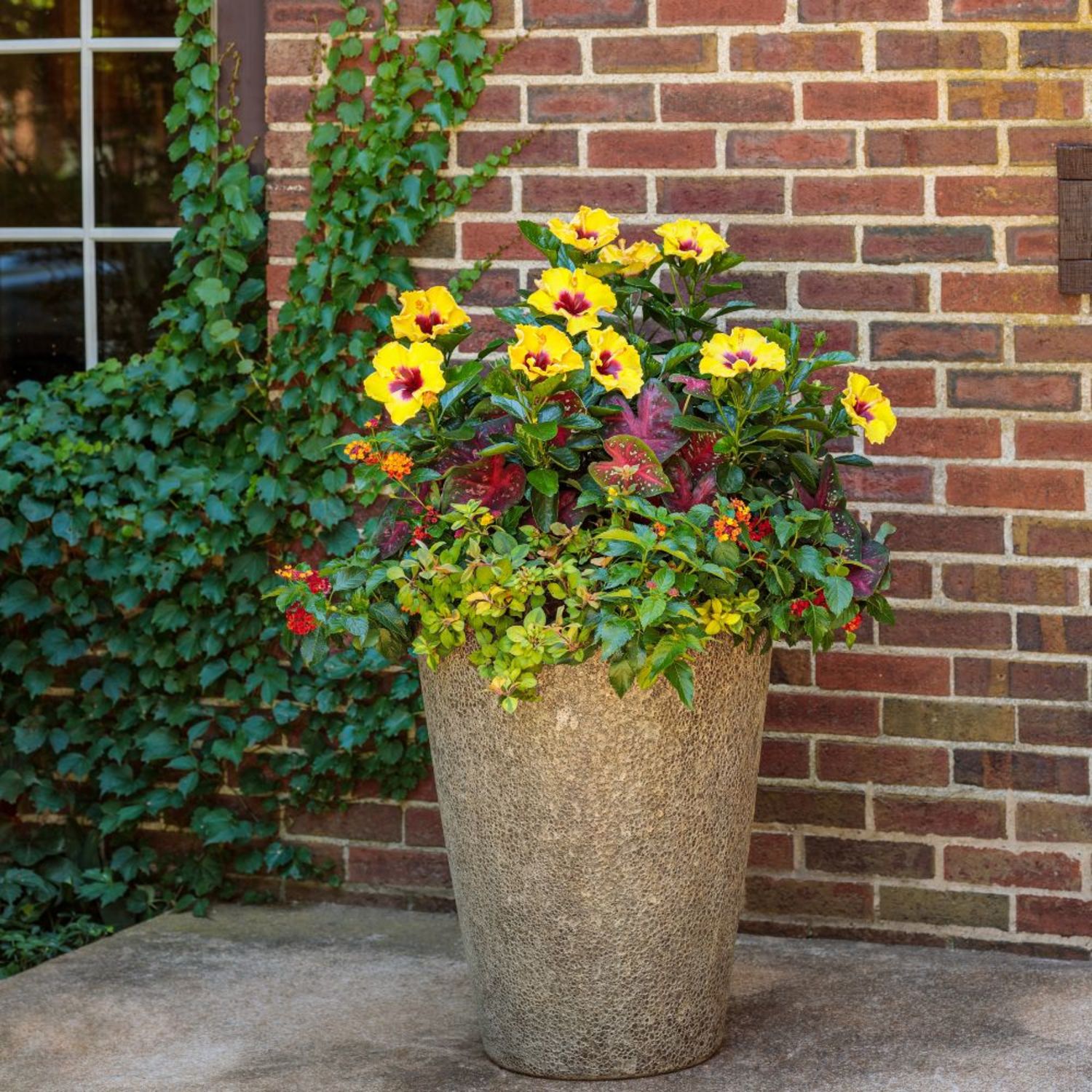 Proven Winners ColorChoice 6" Yellow Hollywood Hibiscus Rico Suave Tropical Hibiscus Live Plant in 7.5" Pot
