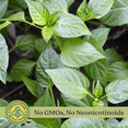 thumbnail image 4 of King Arthur Bell Pepper | Two Live Garden Plants | Non-GMO, Sweet, Ripens Green to Deep Red, 4 of 10