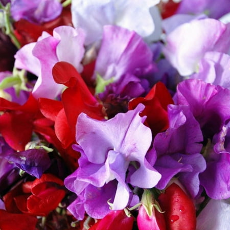 TomorrowSeeds - Royal Mix Sweet Pea Seeds - 200+ Count - For 2026 Planting Fragrant USA Garden