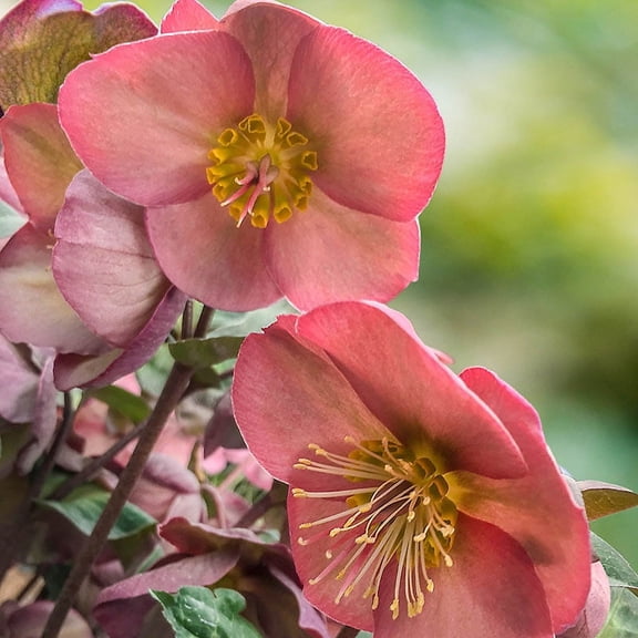Penny's Pink Lenten Rose (Helleborus), Bare Root Starter Perennial Plant (1-Pack)
