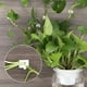 thumbnail image 5 of 100 clips para plantas (blancos) para plantas trepadoras, clips de fijación de pared de plantas, dispositivo de fijación de enredadera de pared invisible autoadhesivo, ganchos adhesivos para plantas p, 5 of 5