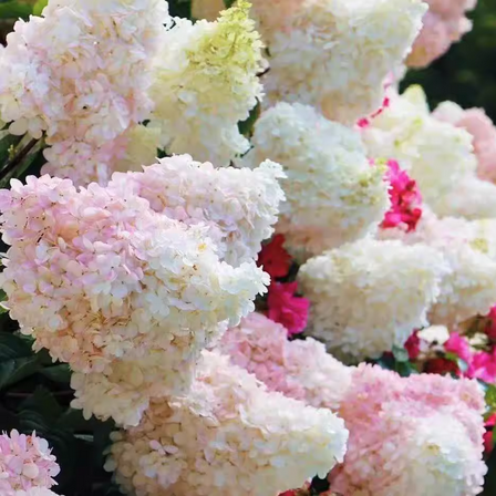 Phantom Hydrangea Live Plant 3–5 Inch Tall, Hardy Panicle Hydrangea with Summer Flowers, Starter, Dormant