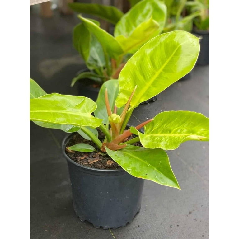 RedCrocus 'Moonlight' Philodendron &ndash; Bright Green Foliage Indoor  Plant, Easy Care, Pet Warning, Container Friendly, Vibrant Modern Decor,  Perfect for Shade 10" Pot - Walmart.com