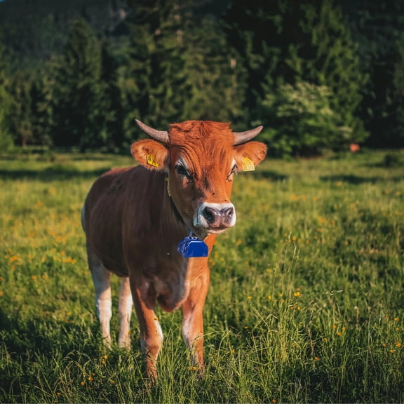 12 Pack Blue 3 Inch Cowbells, Iron Sporting Event Bells with Handle for Football Games, Cheering & Stadium Noisemaker