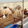 thumbnail image 2 of ziyahi Thickened Cow Neck Collar Adjustable Farm Animals Selection for Farm Hunting 100cm, 2 of 9