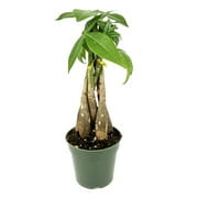 Money Tree Braided Pachira Aquatica House Plants