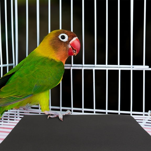 PBPBOX 10pcs Fine Grit Sandpaper For Pet Bird Claw Grinding In Black Sandpaper Pad