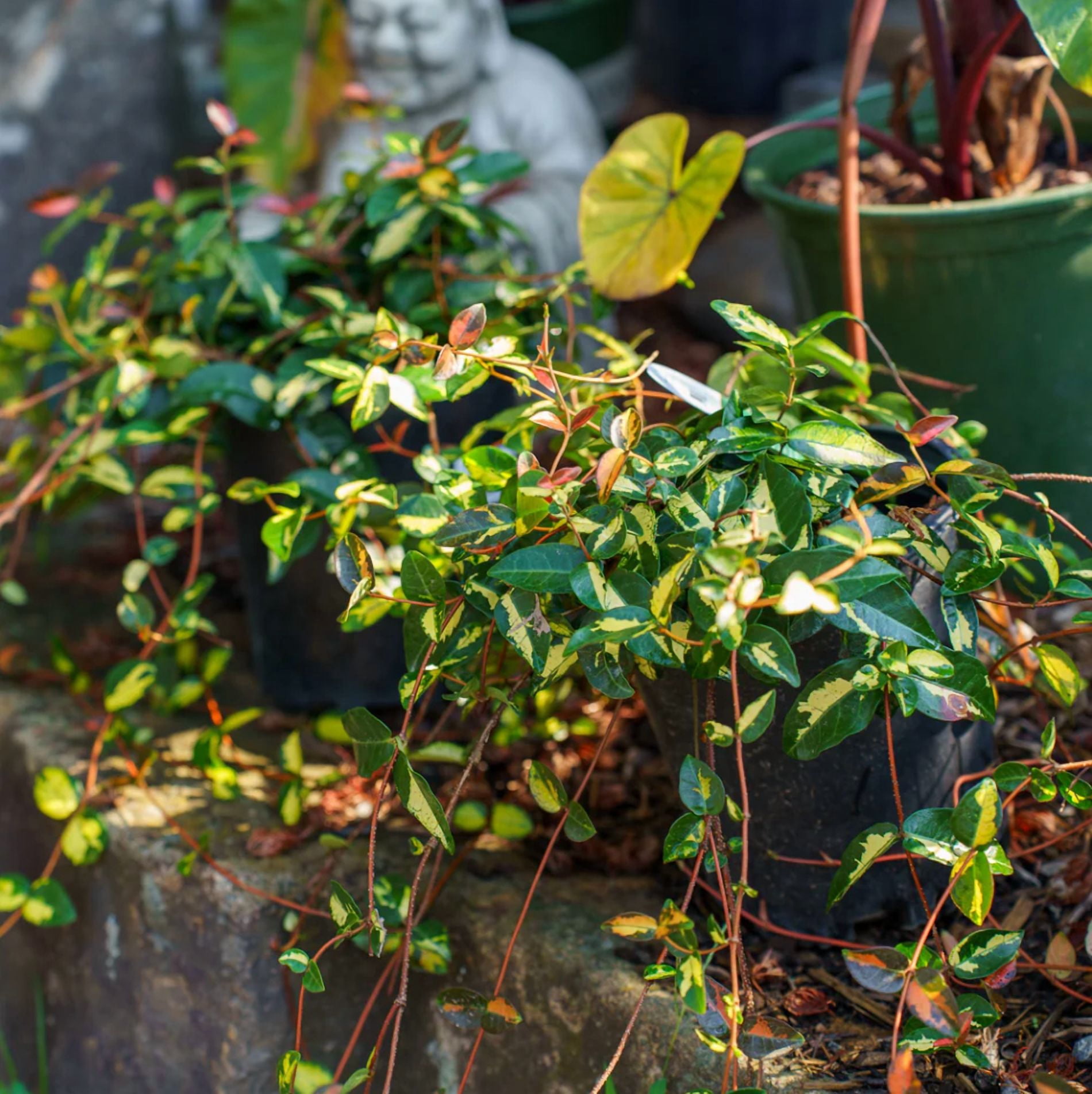 Summer Sunset Jasmine Plant Live for Planting, Trachelospermum Asiaticum - Colorful Groundcover Vine, 3-5 Inch Tall