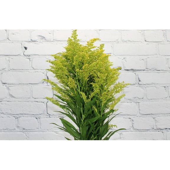 Real Touch Flowers - Fresh & Natural Solidago - 1 Bunch (10 Stems)