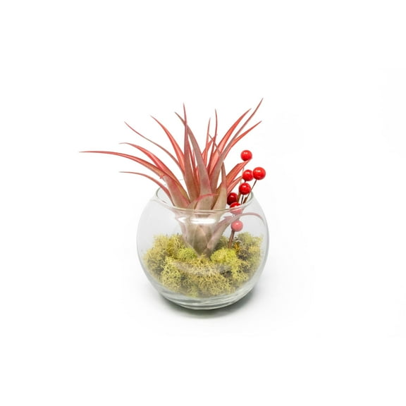 Air Plant Shop Festive Terrarium Air Plants - Wholesale and Bulk - Succulents - Live Tillandsia - Easy Care Indoor and Outdoor House Plants