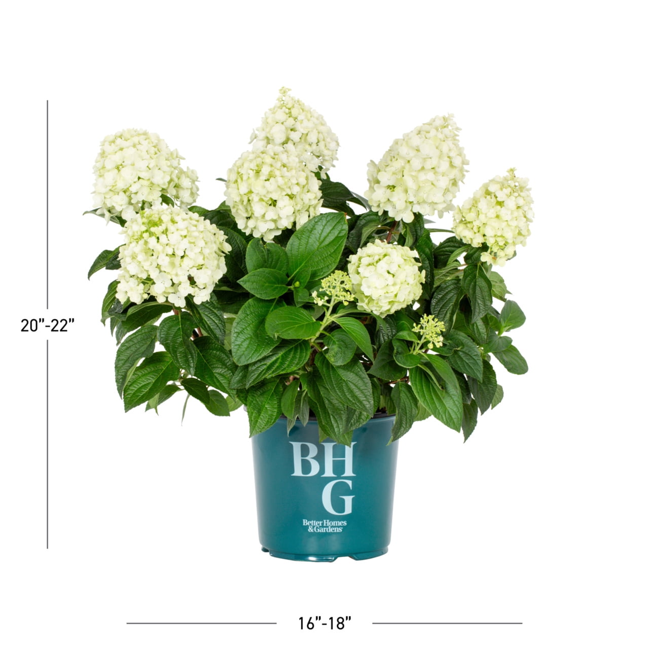 Better Homes & Gardens 1.50gal Red Velvet Hydrangea Live Shrub Plant Sun 1-Pack