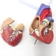 thumbnail image 2 of Human Heart Model 2-Part Deluxe Life Size Human Heart Replica With 34 Anatomical Structures Held Together With Magnets, 2 of 5