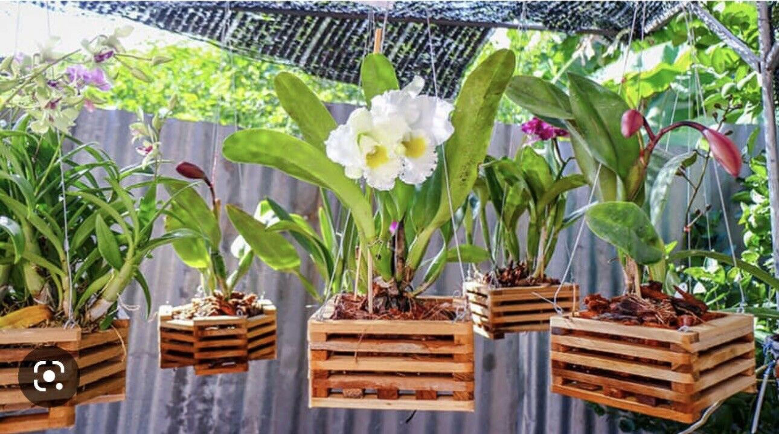 Hanging orchid planter discount