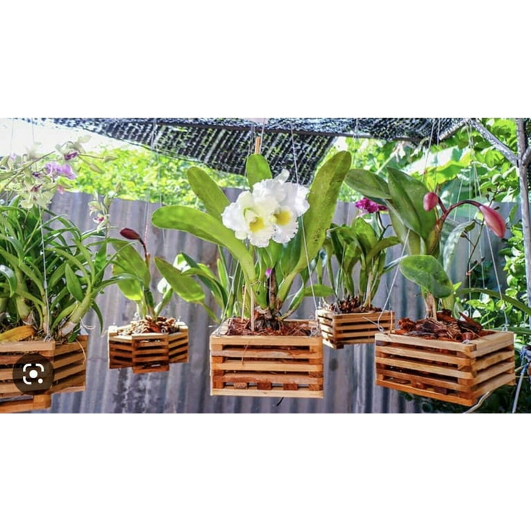 beautiful philodendron pot Philodendron Florida Beauty x polypodioides
