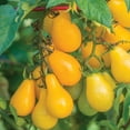 thumbnail image 4 of Burpee Organic Yellow Pear Tomato Vegetable Seed, 1-Pack, 4 of 5