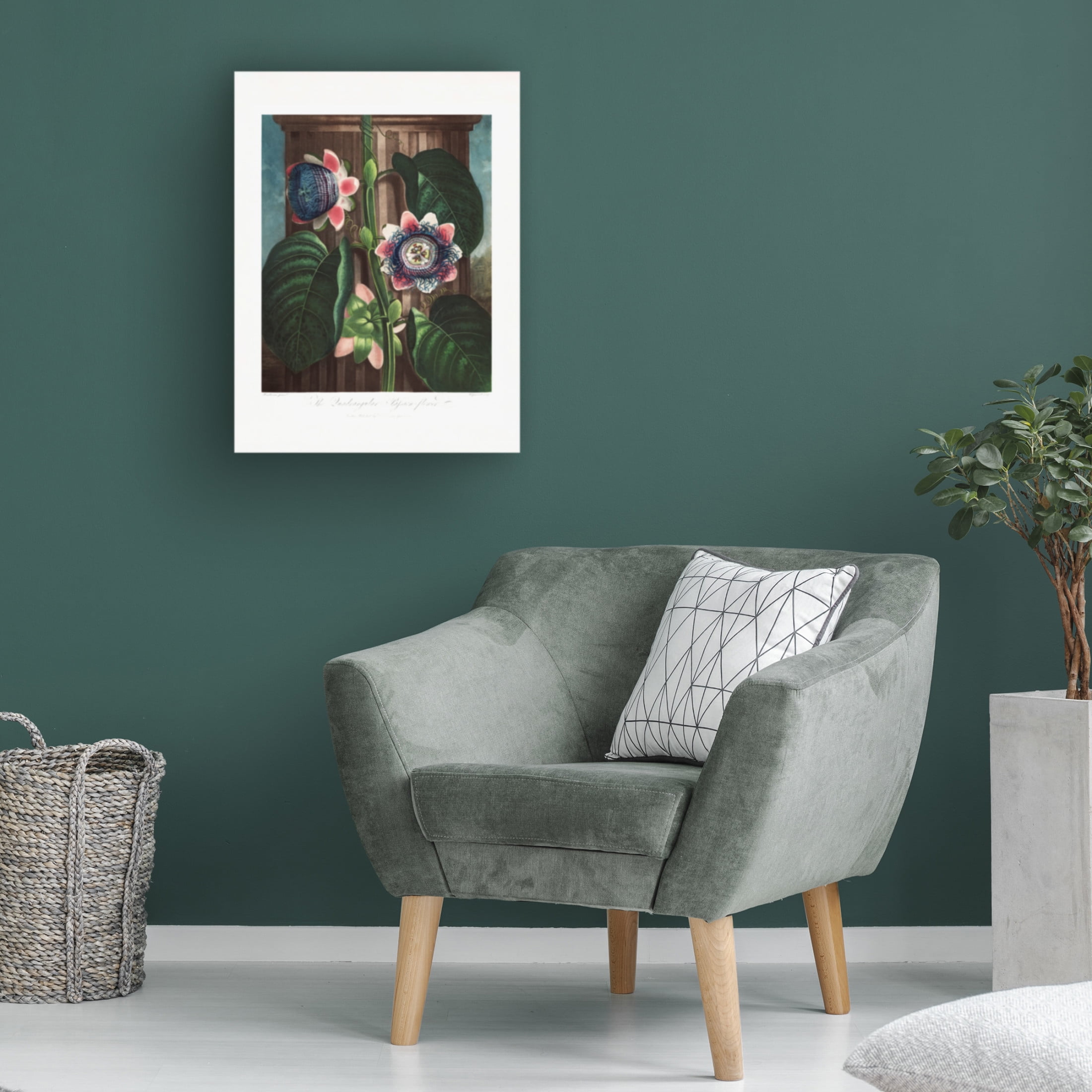 Trademark Fine Art Pictufy  The Quadrangular Passion Flower from The Temple of Flora 1807 Canvas Wall Art