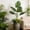 C #3, variant on Artificial Tropical Leaf Decorative Plants with Banana Leaves, Monstera Deliciosa, and Philodendron | Lifelike Faux Greenery for Indoor Home Decor | Maintenance-Free Plastic Ornament for Living