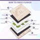 thumbnail image 4 of Kit para prensar flores (50 piezas), 10 hojas de papel absorbente, 10 esponjas, 30 hojas de papel secante para manualidades con flores secas, scrapbooking e invitaciones., 4 of 6