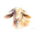 thumbnail image 2 of Loreth, Lanie 24x20 White Modern Wood Framed Museum Art Print Titled - Goat IV, 2 of 4