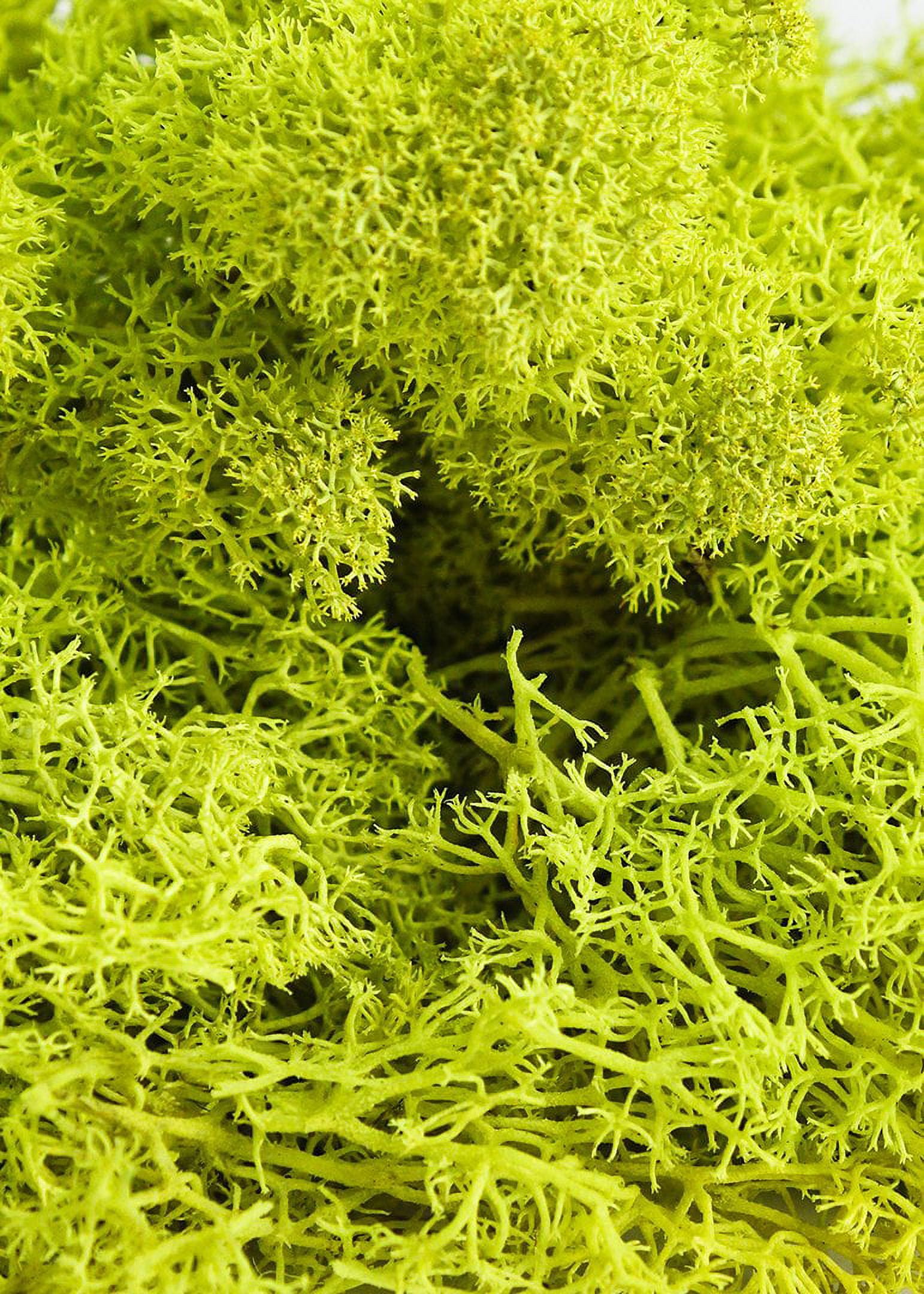 Reindeer Moss - 3 LB Bulk - Chartreuse