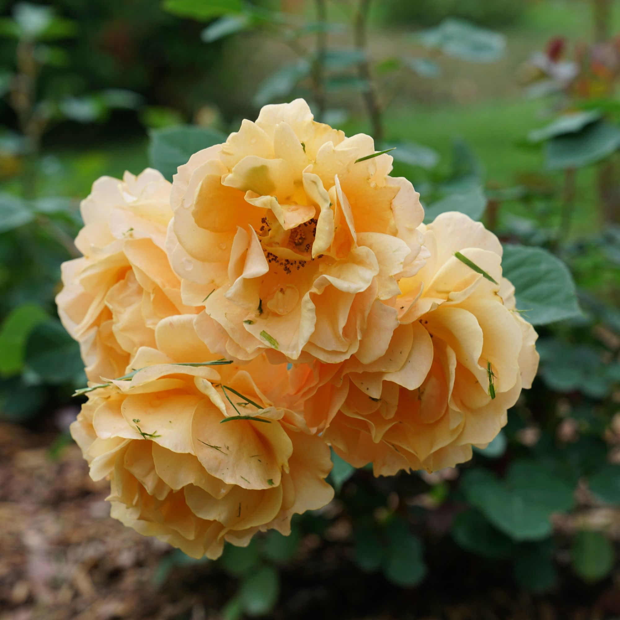 Proven Winners ColorChoice 5" Orange Rise Up Amberness Rose Live Plant in 4.5" Pot (4 Count)