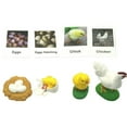 thumbnail image 3 of del pollo Figuras Biología Ciencia Juguetes Educativos Preescolar Juguetes de aprendizaje Modelo Figuras para enseñanza Hugo juguetes de crecimiento de pollo, 3 of 6
