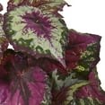 thumbnail image 5 of Nearly Natural Wax Begonia Bush (Set of 6) in Purple, 5 of 5