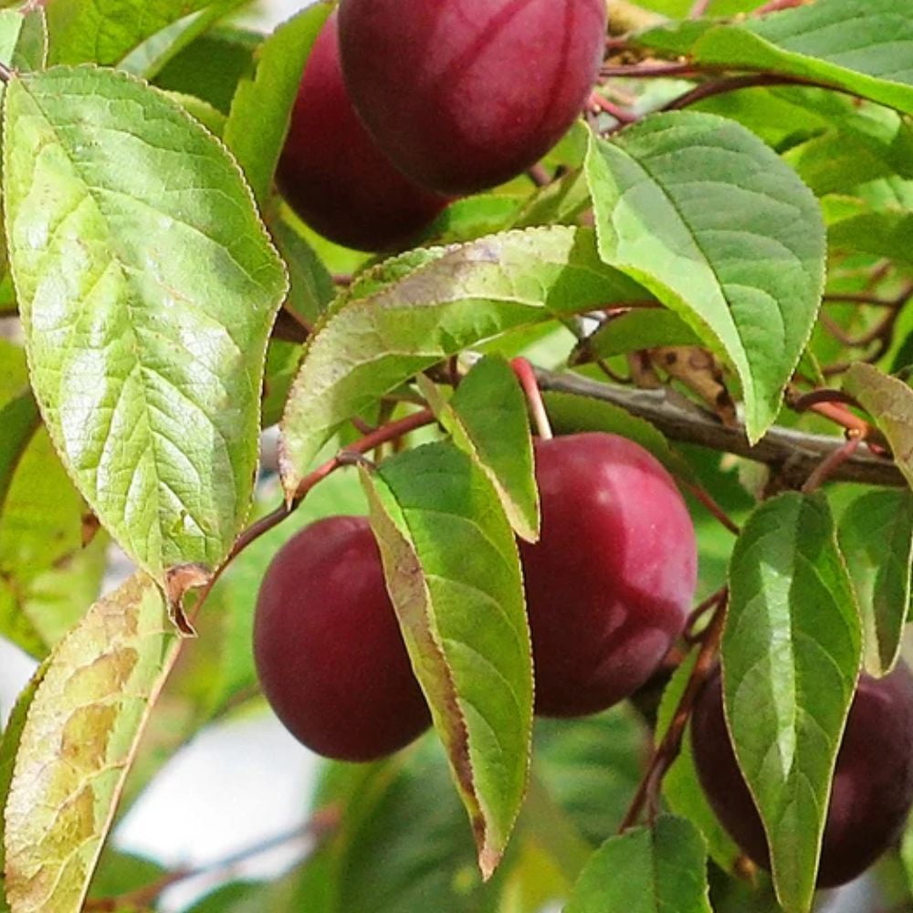 Expert Gardener 24" Red Tall Methley Plum Live Plants in 11" Grower Pot, Fruiting