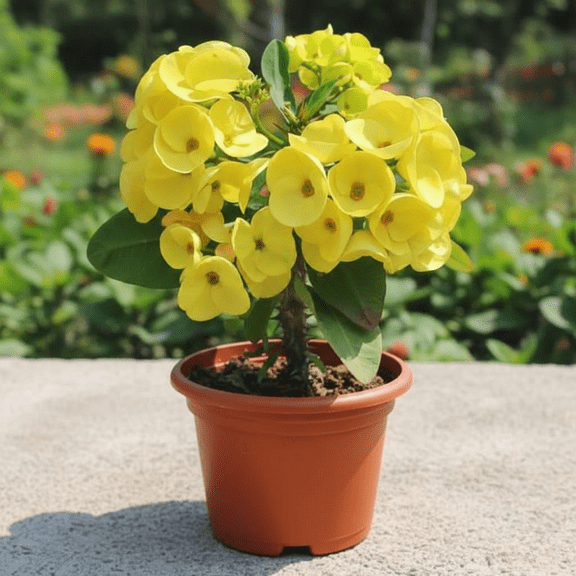 Yellow Crown of Thorns Live Plant, Yellow Flower, 4-7 inches Tall in 4 inch Pot for Planting